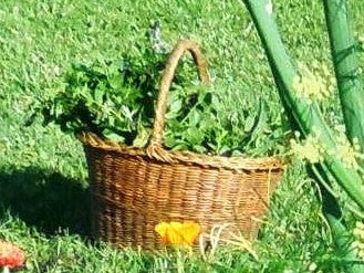 Wicker basket on grass filled with cut herbs