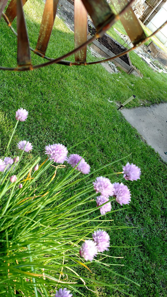 Gourmet Herb Vinegar Chive Blossom, home grown chives, made fresh