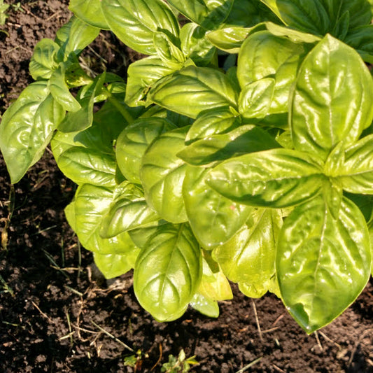 Abundance of Basil?  Try this!