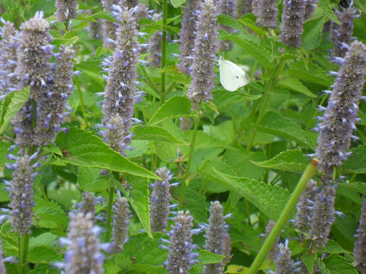 Herb of the Week - Anise Hyssop