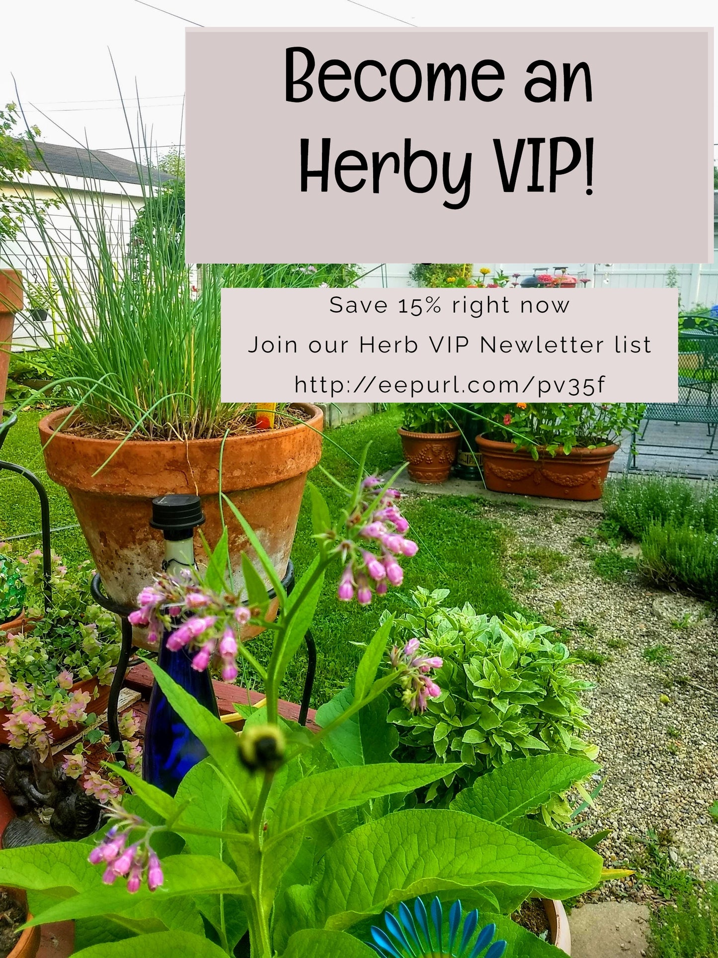 Horseradish Cream Cheese Spread Mix, Hand-blended salt-free cooking dry herb mix