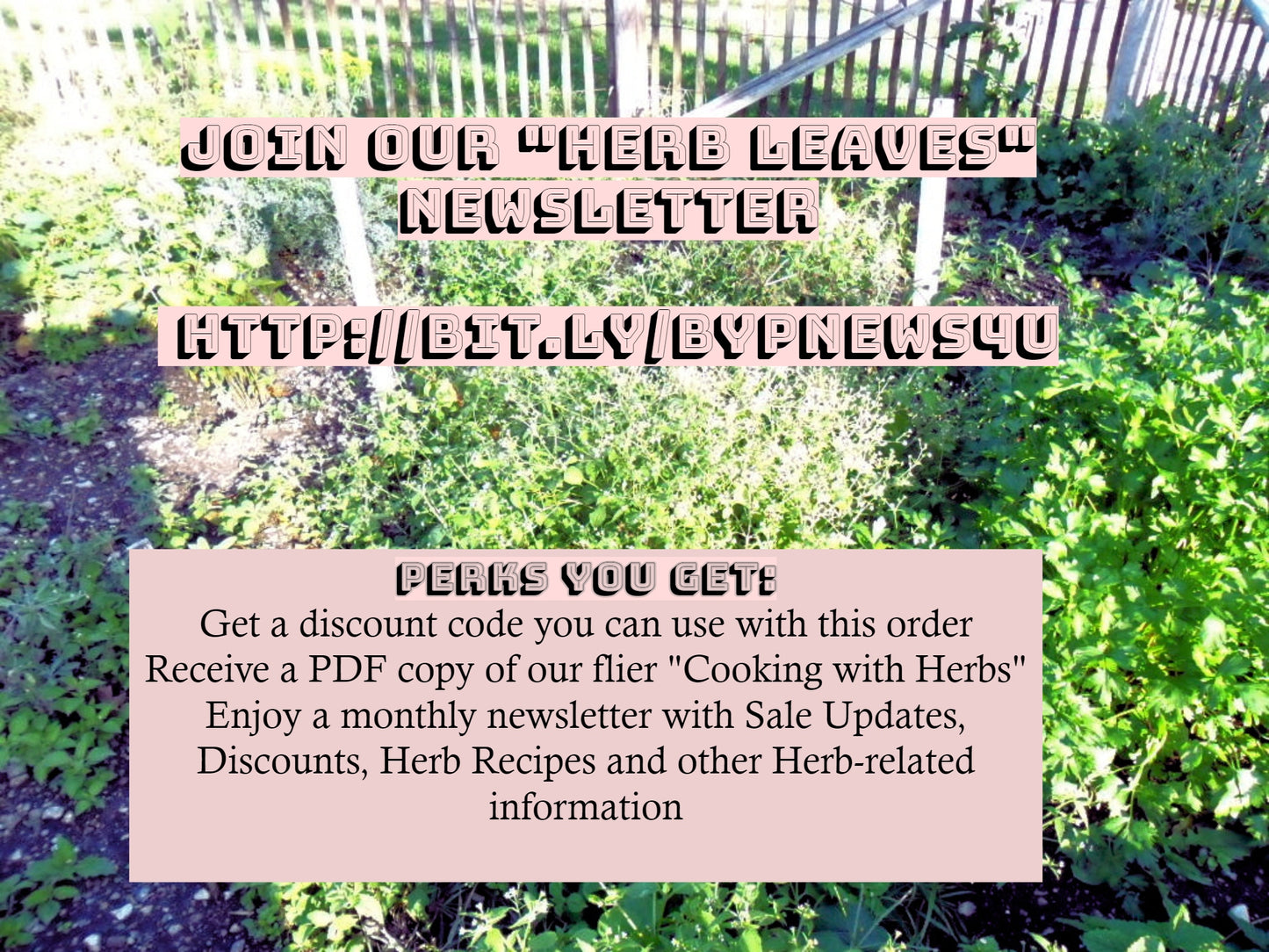 Chicken Noodle Dry Soup Mix, Gourmet dry soup mix, hand-blended, salt-free, dry soup mix