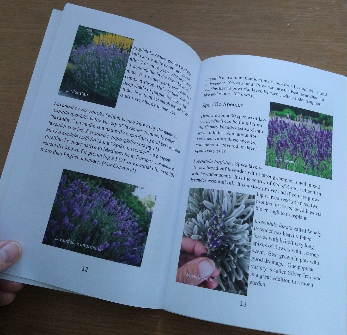 Book - Growing Lavender in the Midwest - Herbs R Easy series by Marcy Lautanen-Raleigh