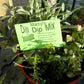 Dill Dip Mix Herb Blend for Cooking, Hand-blended salt-free dry HERB MIX