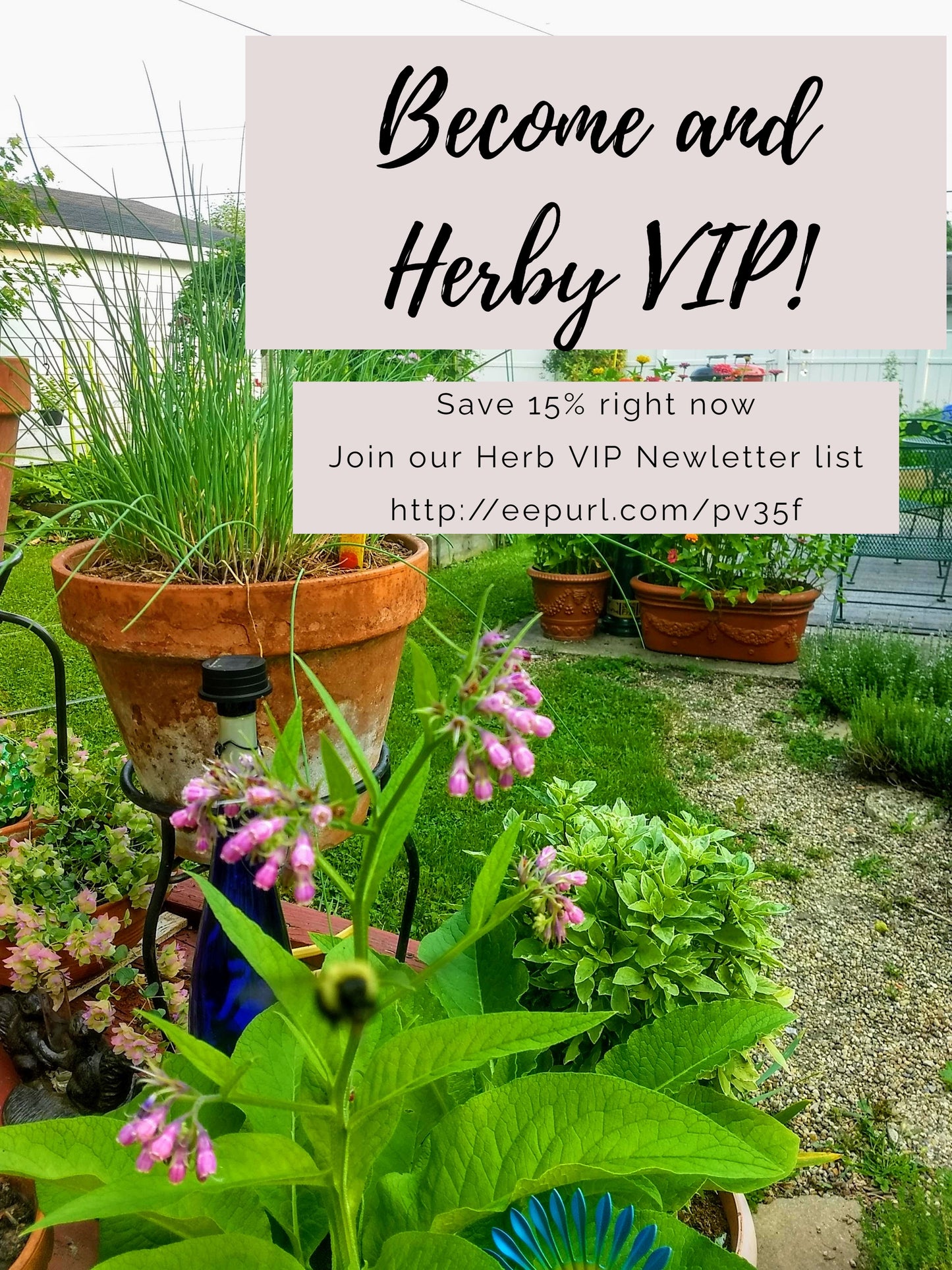 Winter Remedy Loose Herbal Tea, sage, peppermint, rose hips