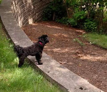 Dry Doggy Shampoo, for dogs, chemical-free