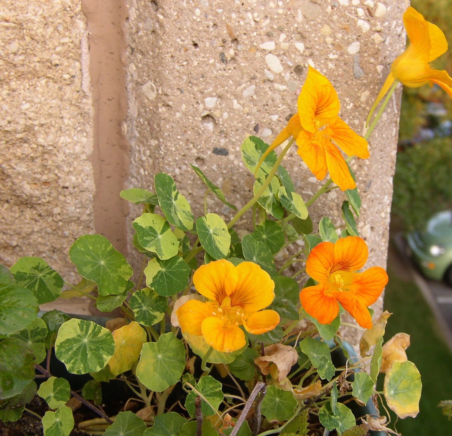 Zodiac Herb Kit for Leo (July 23- Aug 21) single herbs, seeds, tea and more