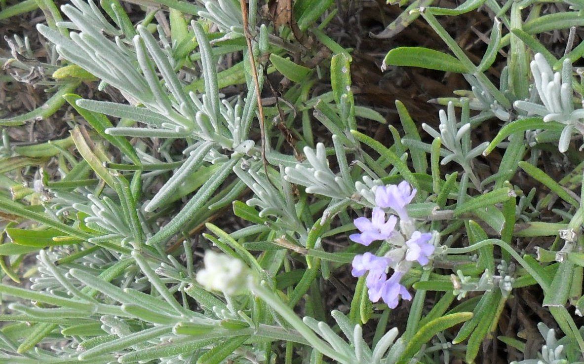 Lavender Honey for cookies, tea and baking