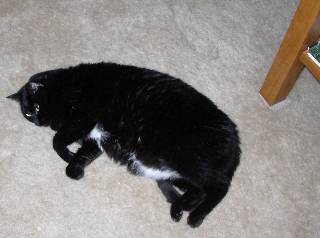 Catnip ~ for cats, organic, homegrown, pesticide-free