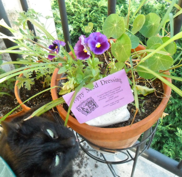 Herb Seasoning Blends for Dips, dressings, rubs and more, Choose your flavor